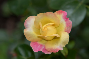 Fototapeta premium colorful rose yellow and pink 