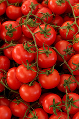 Tomatoes sticking to the red and coarse branches