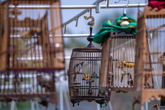 Red-whiskered bulbul Bird in the cage