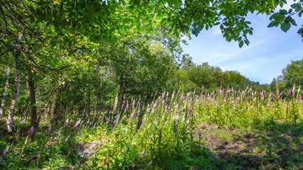 Landscape colorful sunny forest with treess, plants and purple blooming foxgloves