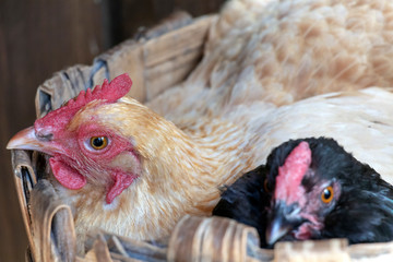 Two chicken sharing the nest