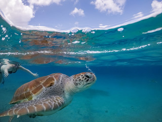 Fototapeta premium Swimming with Turtles Views around the small Caribbean Island of Curacao