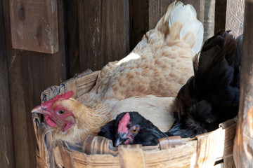 Two chicken sharing the nest