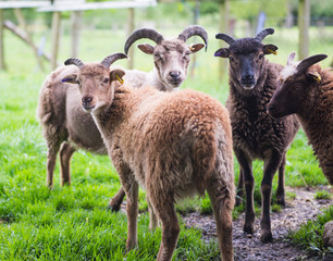 Soay sheep in field closeup