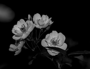 black and white flowers black background