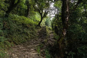 Photo sur Plexiglas Annapurna Népal, Annapurna. Randonnée du Mardi Himal. forêt tropicale