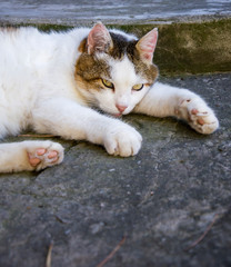 Cat resting in the yard, sleepy looking at the camera