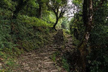 Fototapeta na wymiar Nepal, Annapurna. Mardi Himal trek. tropical forest