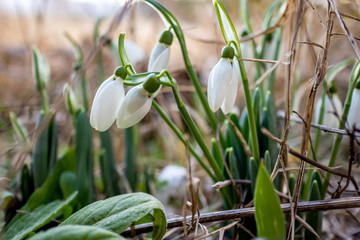 Few snowdrop flowers or common snowdrops a.k.a. Galanthus nivalis, very shallow depth of field, focus with blurred early spring background. Soft light with dry grass.