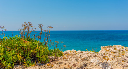 Fototapeta na wymiar Cyprian coastal plants against a blue sea