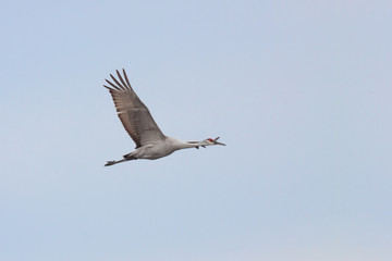 A Sandhill Cranes Flies In Sky