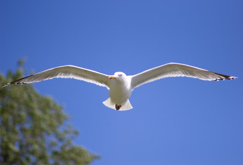Close-up seagull  soaring highly in the blue sky