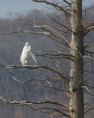 Angel in a Tree