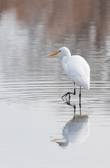 Walking on Water