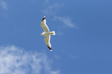 One seagull soaring highly in the blue sky