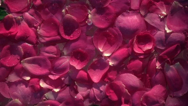 Drops of water falling on red petals of rose flowers covering water surface. Relax and massage therapy. Slow motion. Top view. 