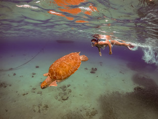   Swimming with Turtles Views around the small Caribbean Island of Curacao