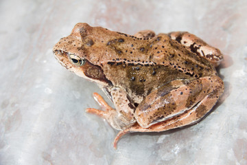 marsh frog sitting. side view on a light background. frog with patterns ipyatnykami on the back and legs