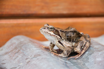 marsh frog sitting. side view on a light background. frog with patterns ipyatnykami on the back and legs