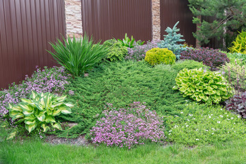 Alpine hill.Alpine slide next to the fence.Decorative elevation with low trees,evergreen shrubs,unpretentious grass and flowering plants.Сoncept of landscape design in the garden.