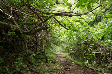 Downward Path up the 'Ualaka'a Trail in the forest