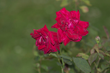 Fototapeta premium red rose in the garden