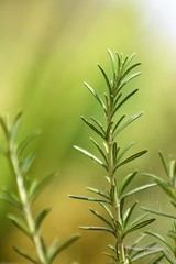 Beautiful lavander leafs in the garden