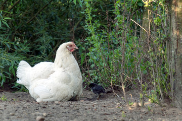 Chicken family with hen and small chicks in Free Range Poultry Farm