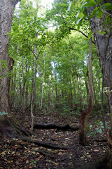 Stair like steps on upward Path up the 'Ualaka'a Trail in the forest