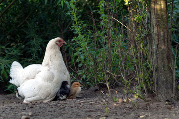 Chicken family with hen and small chicks in Free Range Poultry Farm