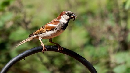 The Common Sparrow 