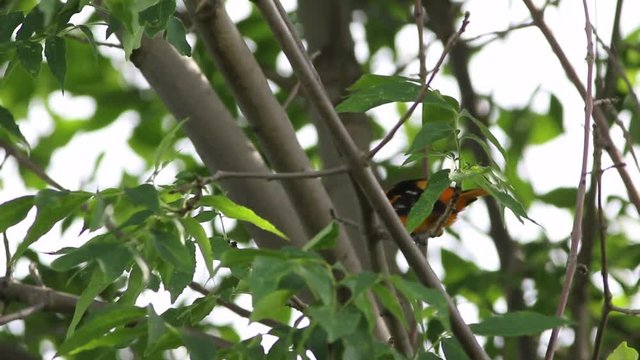 oriole de Baltimore