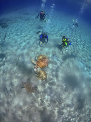   Swimming with Turtles Views around the small Caribbean Island of Curacao