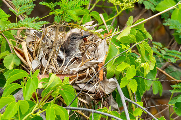 Oriental Magpie Robin (juvenile) resting in its nest