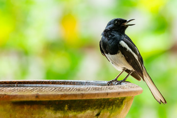 Male  Oriental Magpie Robin perching on a clay bowl of water and singing with blur green tree background