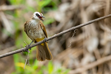 Yellow-vented bulbul perching on a perch looking into a distance