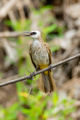 Yellow-vented bulbul perching on a perch looking into a distance