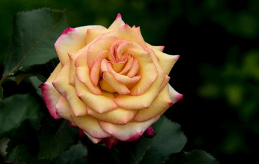 peach orange and pink rose