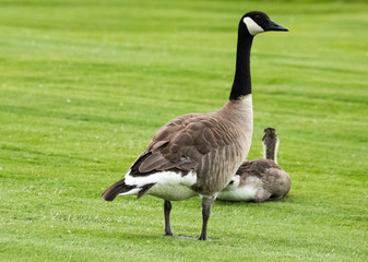 The Canada Goose