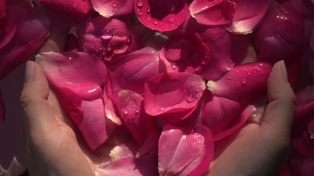 Beautiful petals of red rose flowers in woman hands against decorative composition on the water surface. Relax and massage therapy. Slow motion. Top view. 