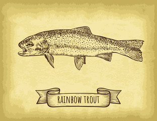 Hand drawn rainbow trout fish isolated. Old craft paper texture background. Ribbon banner. Engraved style vector illustration. Template for your design works.