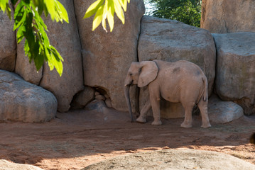 Beautiful African elephant