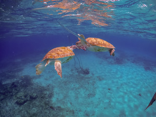   Swimming with Turtles Views around the small Caribbean Island of Curacao