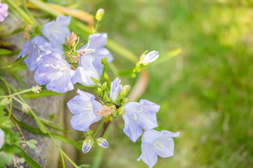 campanule en fleur dans le jardin © Image'in
