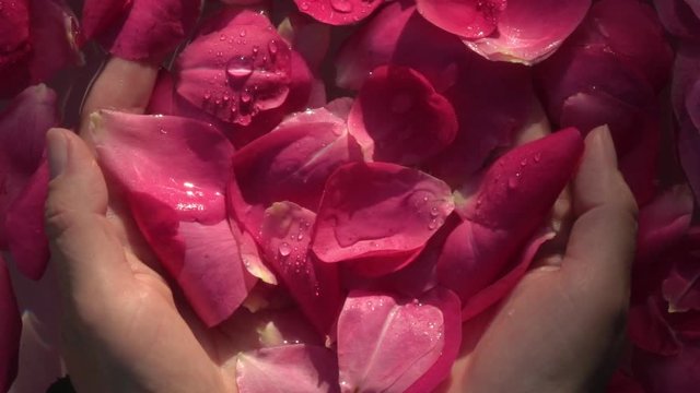 Water drops falling on red rose in woman hands. Beautiful closeup composition with lovely flowers and petals on the water. Relax and massage therapy. Slow motion. Top view. 
