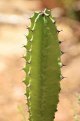 Beautiful cactus in the garden