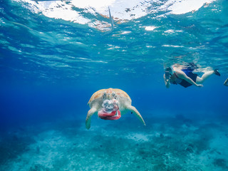   Swimming with Turtles Views around the small Caribbean Island of Curacao