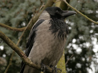 Crow