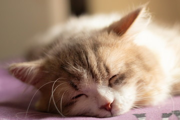 persian adorable cat sleep on the bed .