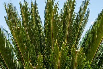 Palm tree leaves on nature background. Closeup of tropical green flora high in the sky.